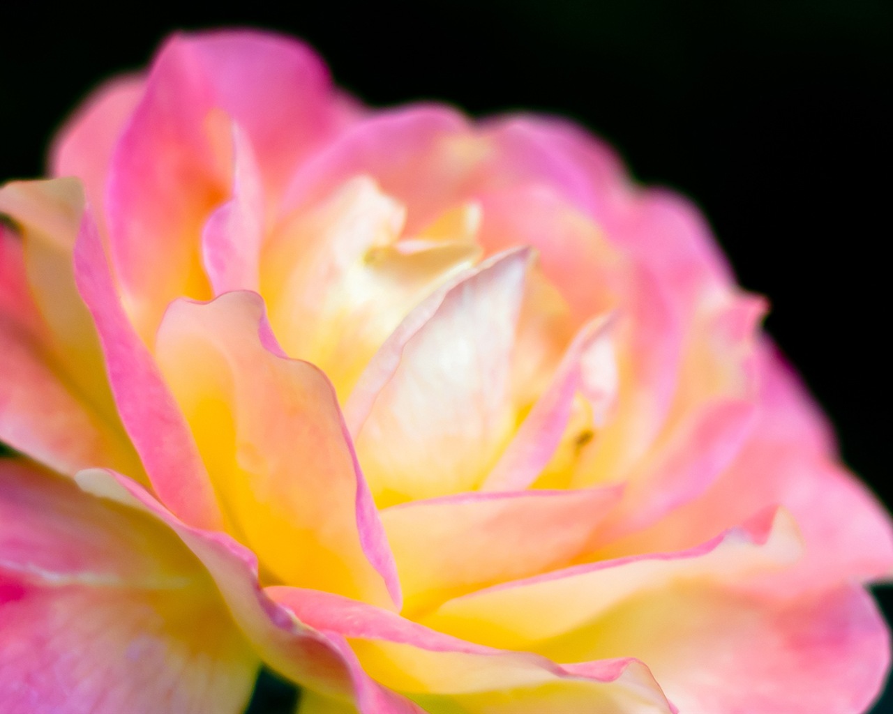 Macro close-up of beautiful flowers HD wallpapers #14 - 1280x1024