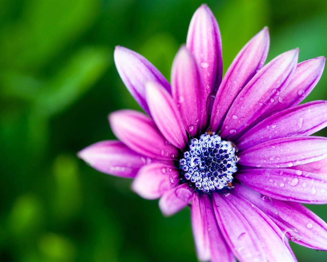 Macro close-up of beautiful flowers HD wallpapers #15 - 1280x1024