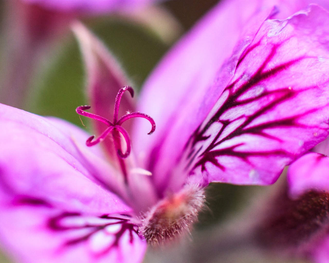 Macro close-up of beautiful flowers HD wallpapers #16 - 1280x1024