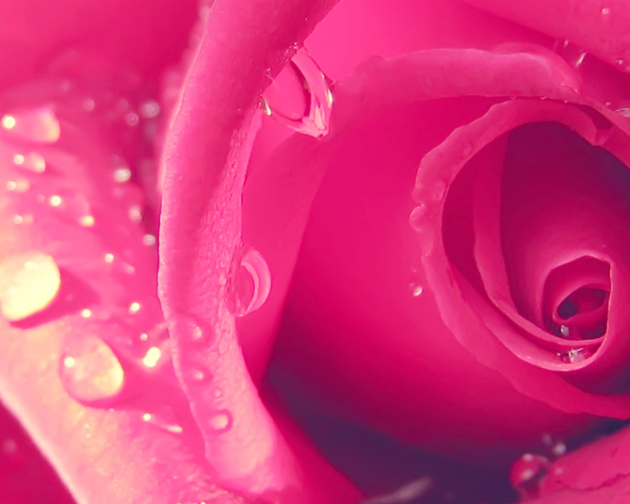 Macro close-up of beautiful flowers HD wallpapers #18 - 1280x1024