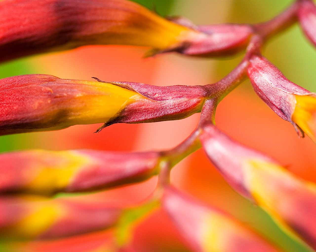 Macro de beaux fonds d'écran HD de fleurs #19 - 1280x1024