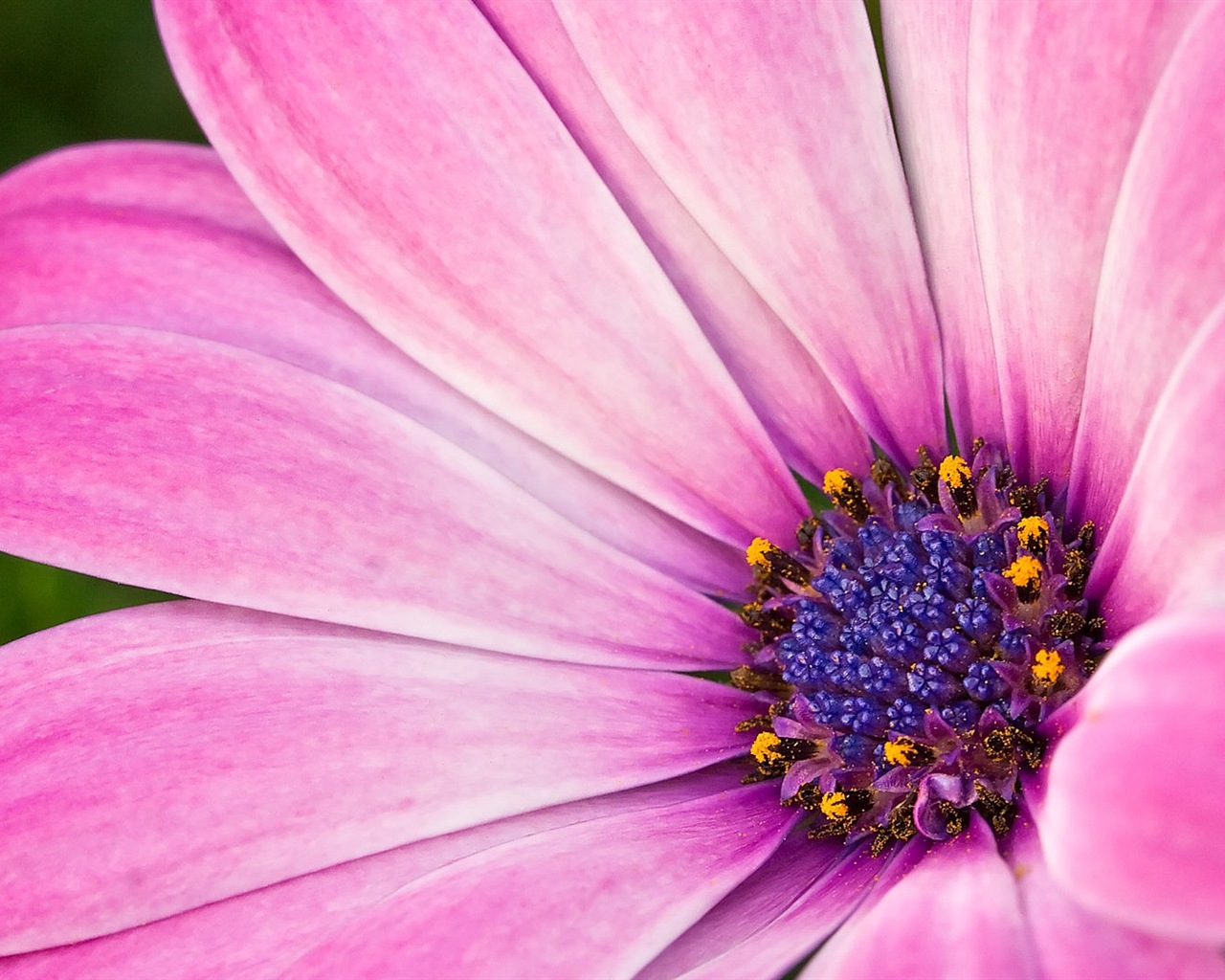 Macro close-up of beautiful flowers HD wallpapers #20 - 1280x1024
