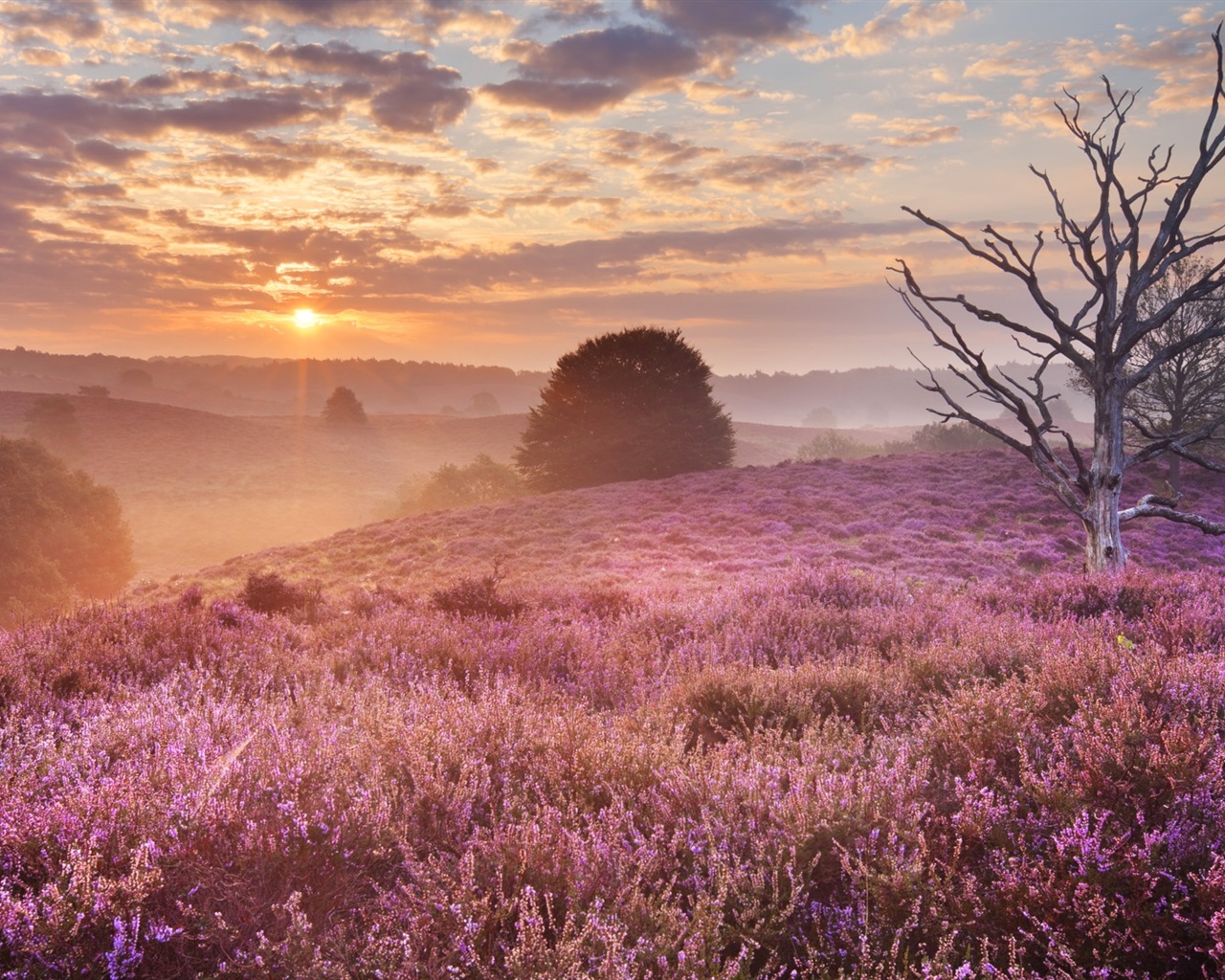 Paysage brumeux matin, Windows 8 écran thème #2 - 1280x1024