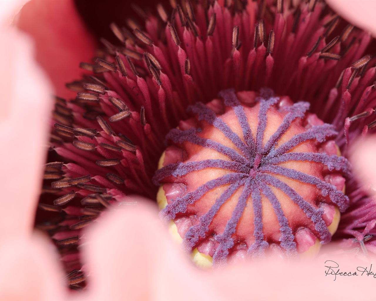 Spring flowers bloom, Windows 8 theme wallpaper #2 - 1280x1024