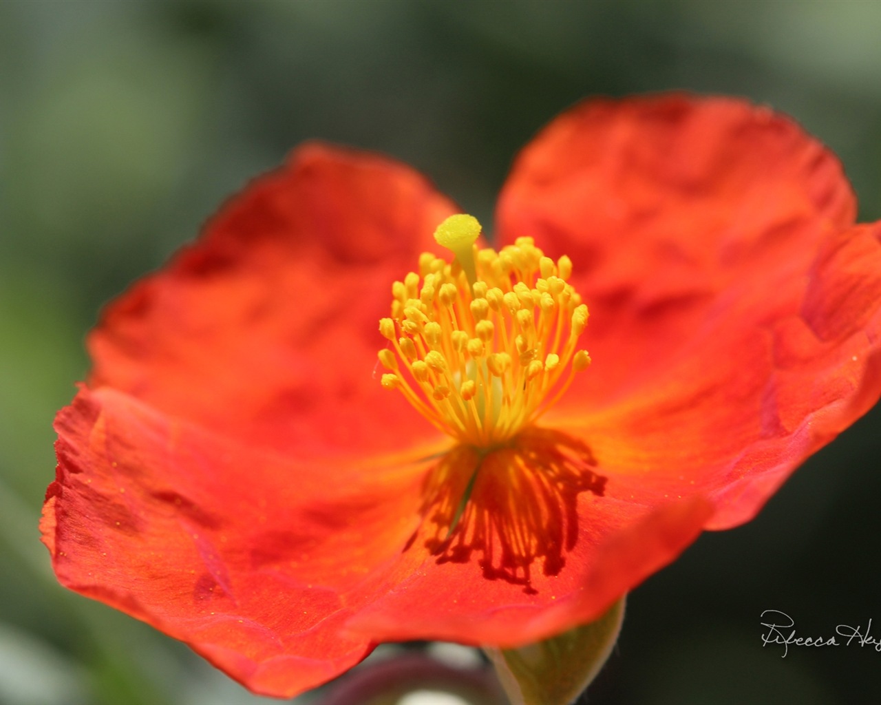 봄 꽃의 꽃, 윈도우 8 테마 배경 화면 #5 - 1280x1024