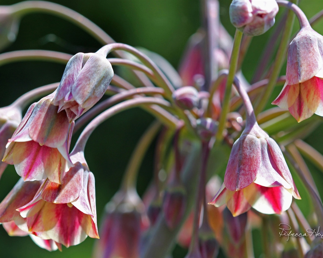 Spring flowers bloom, Windows 8 theme wallpaper #7 - 1280x1024