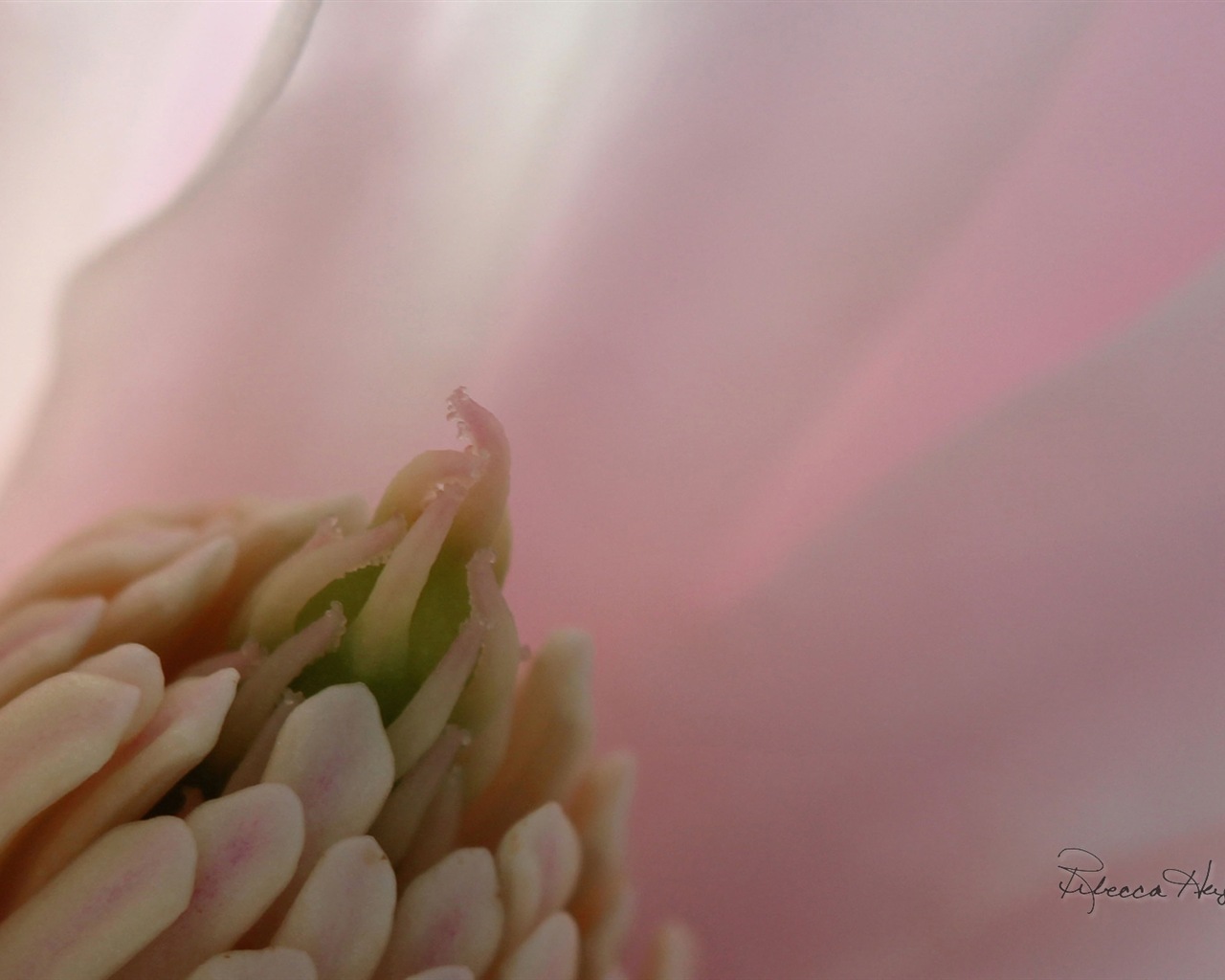 봄 꽃의 꽃, 윈도우 8 테마 배경 화면 #11 - 1280x1024