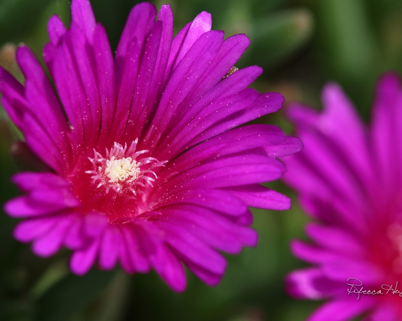 Spring flowers bloom, Windows 8 theme wallpaper #14 - 1280x1024
