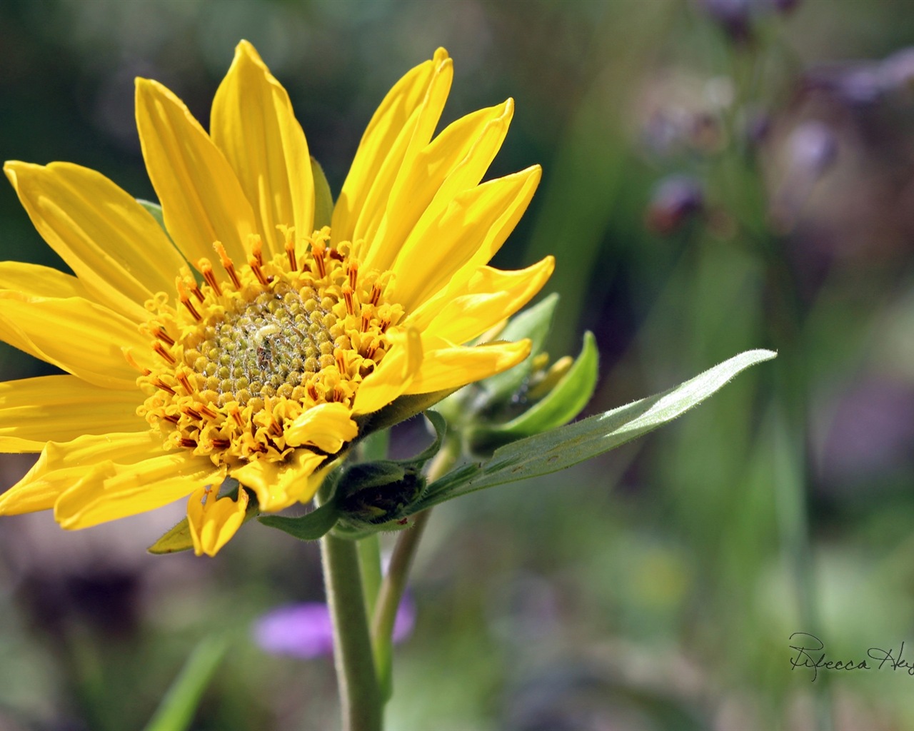 Frühlingsblumen blühen, Windows 8 Theme Wallpaper #16 - 1280x1024