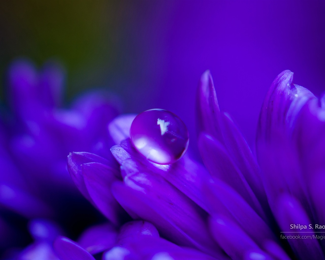Flowers with dew close-up, Windows 8 HD wallpaper #2 - 1280x1024