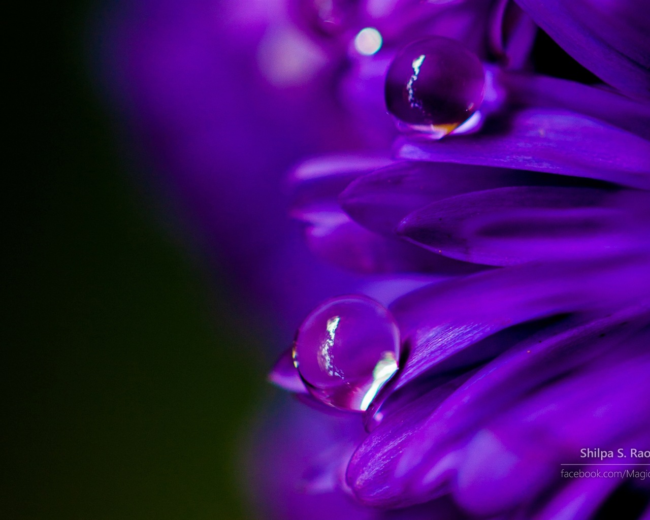 Fleurs avec la rosée close-up, Windows 8 fonds d'écran HD #3 - 1280x1024