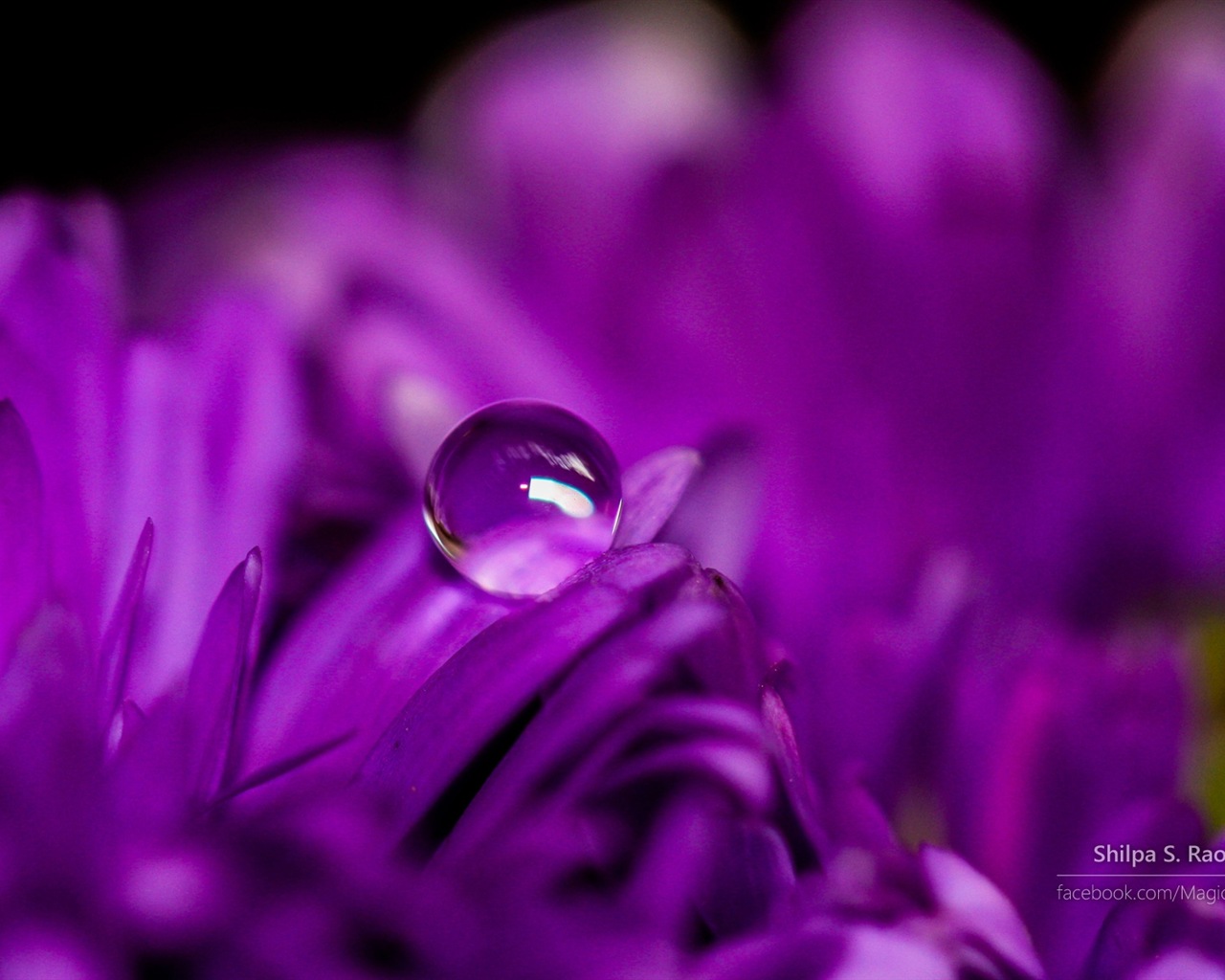 Flowers with dew close-up, Windows 8 HD wallpaper #4 - 1280x1024