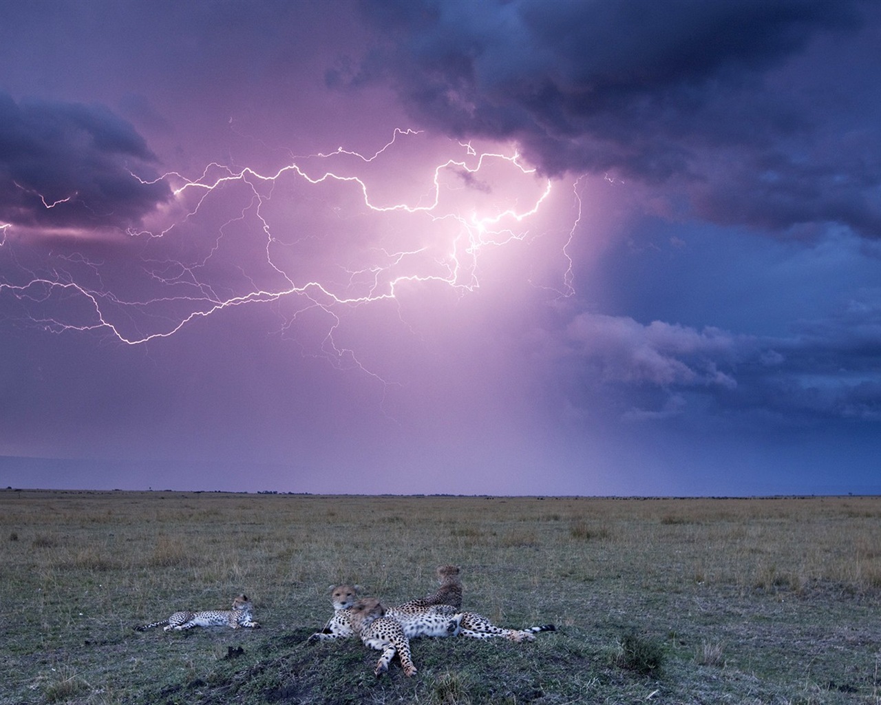 Lightning Thunder HD tapety na plochu #9 - 1280x1024
