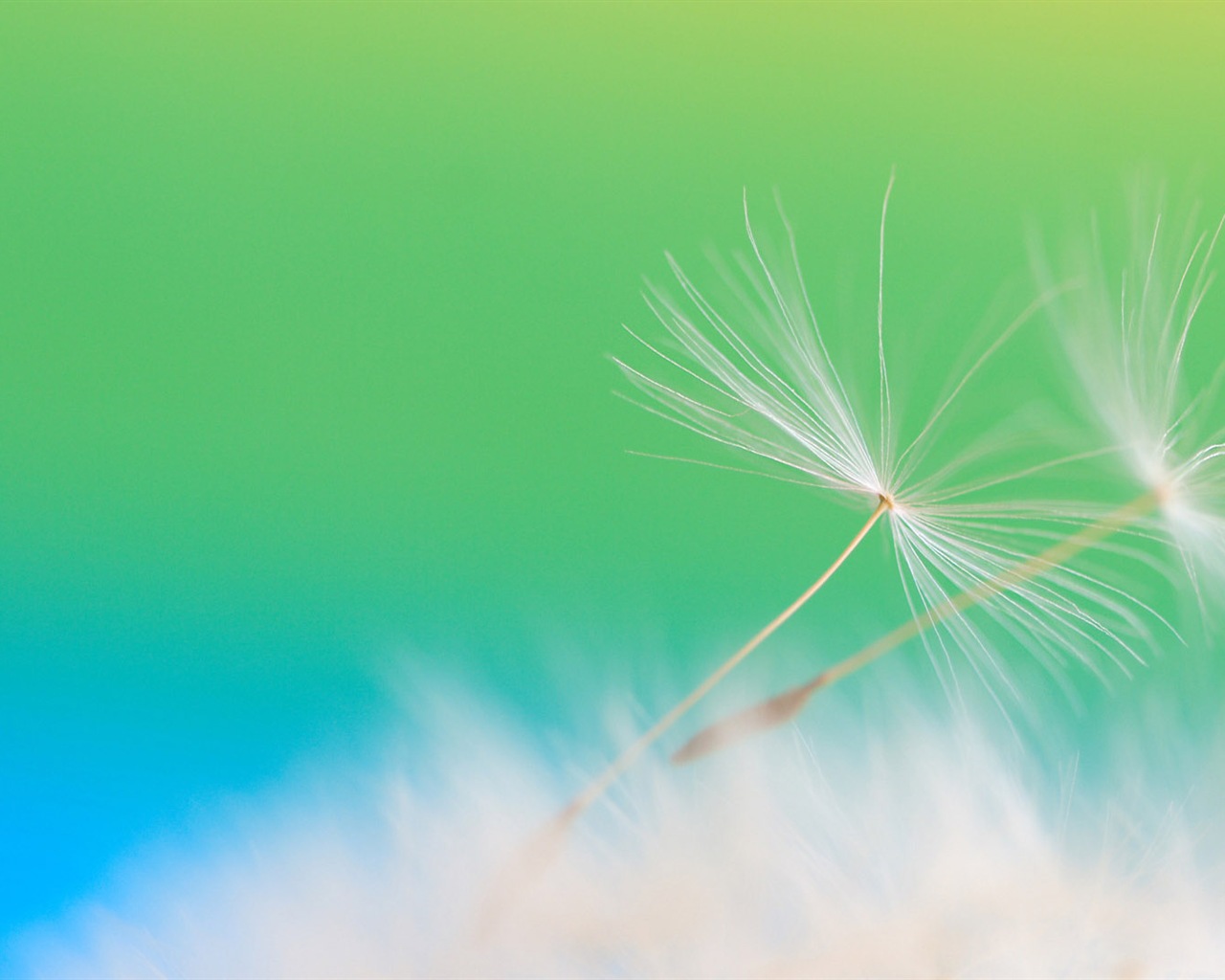 Beautiful plants close-up, dandelion HD wallpapers #12 - 1280x1024