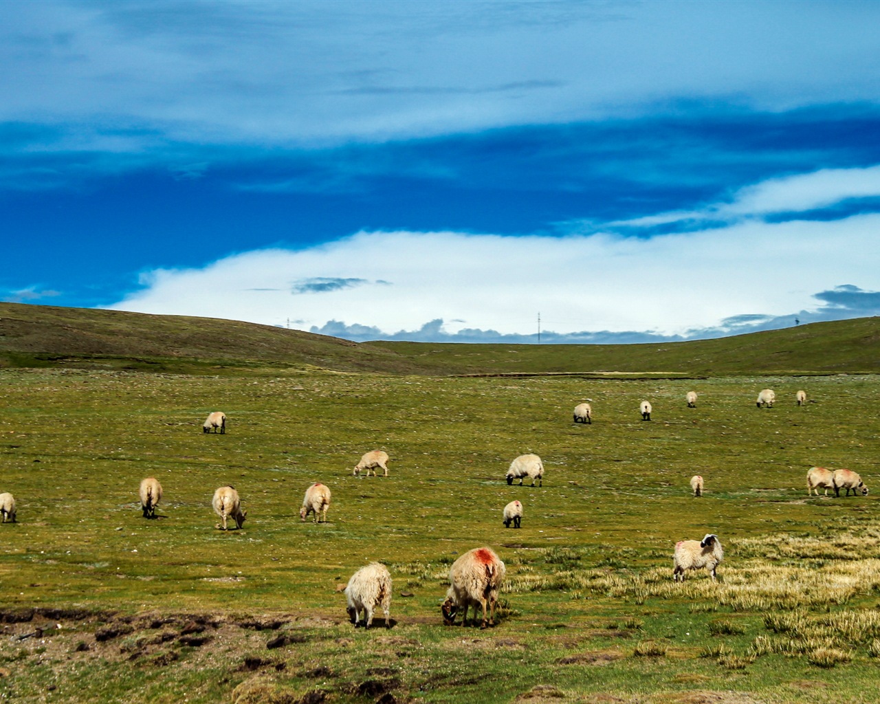 Qinghai Plateau krásné scenérie tapety #17 - 1280x1024