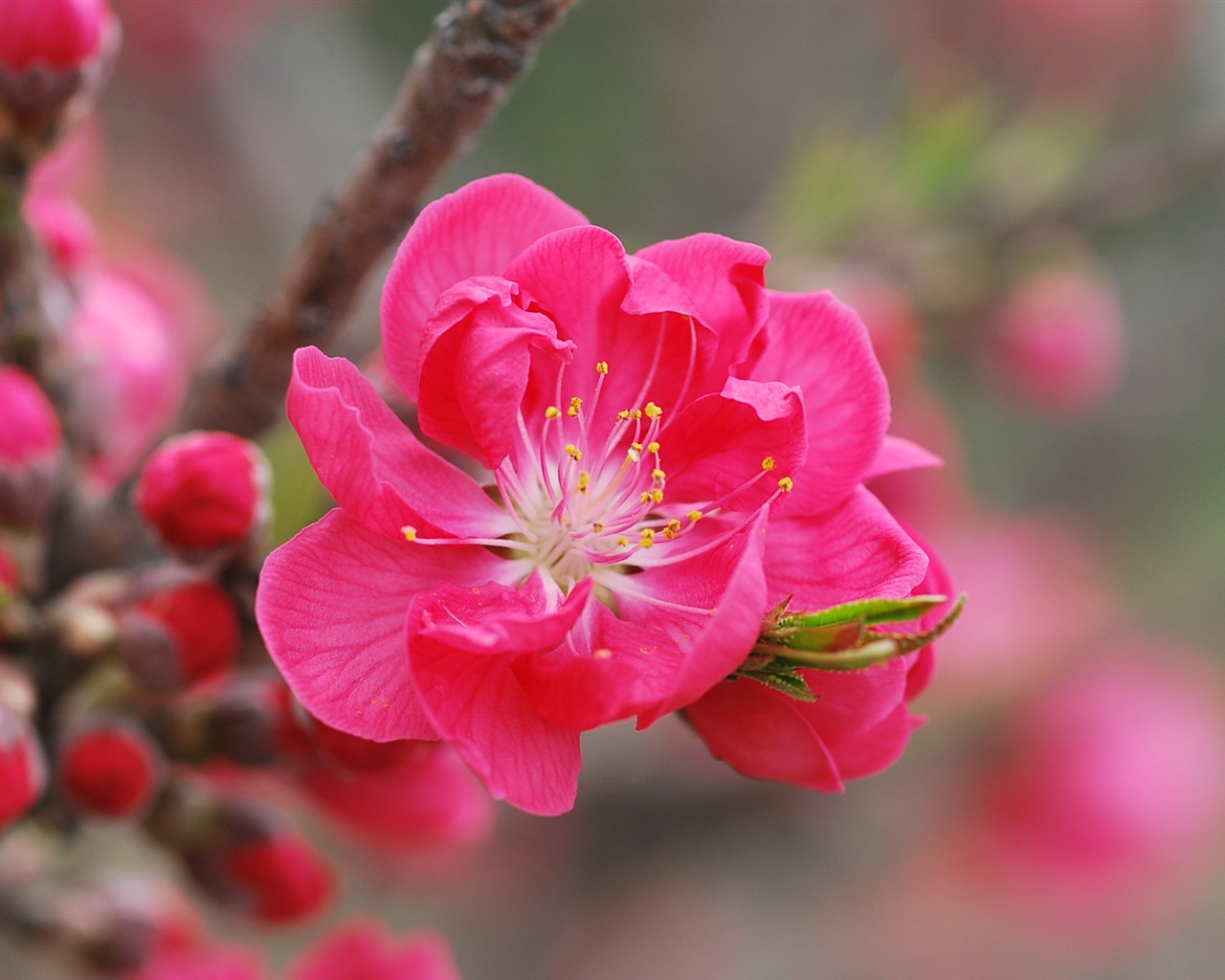 Pink peach flowers HD wallpaper #1 - 1280x1024