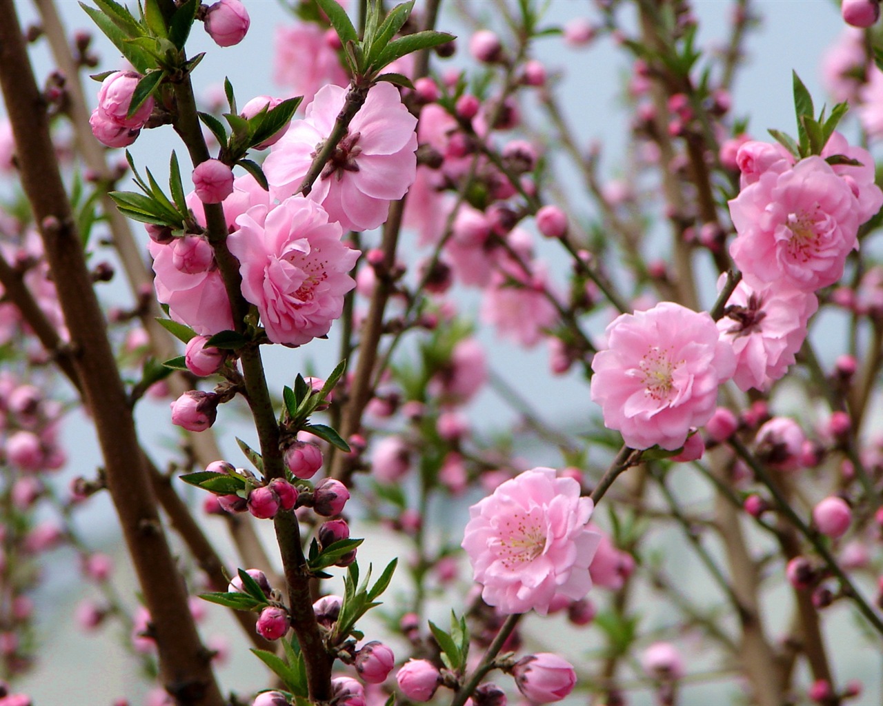 Pink peach flowers HD wallpaper #2 - 1280x1024