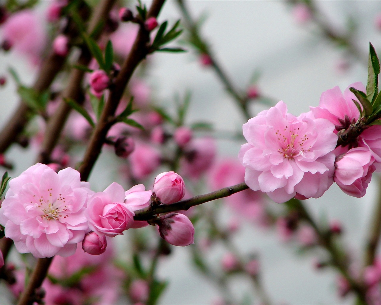 핑크 복숭아 꽃의 HD 벽지 #3 - 1280x1024