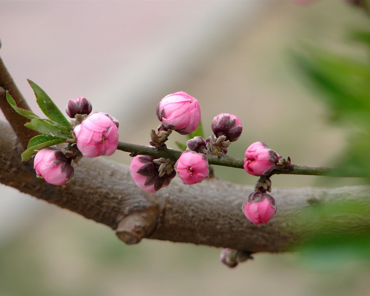 Pink peach flowers HD wallpaper #4 - 1280x1024