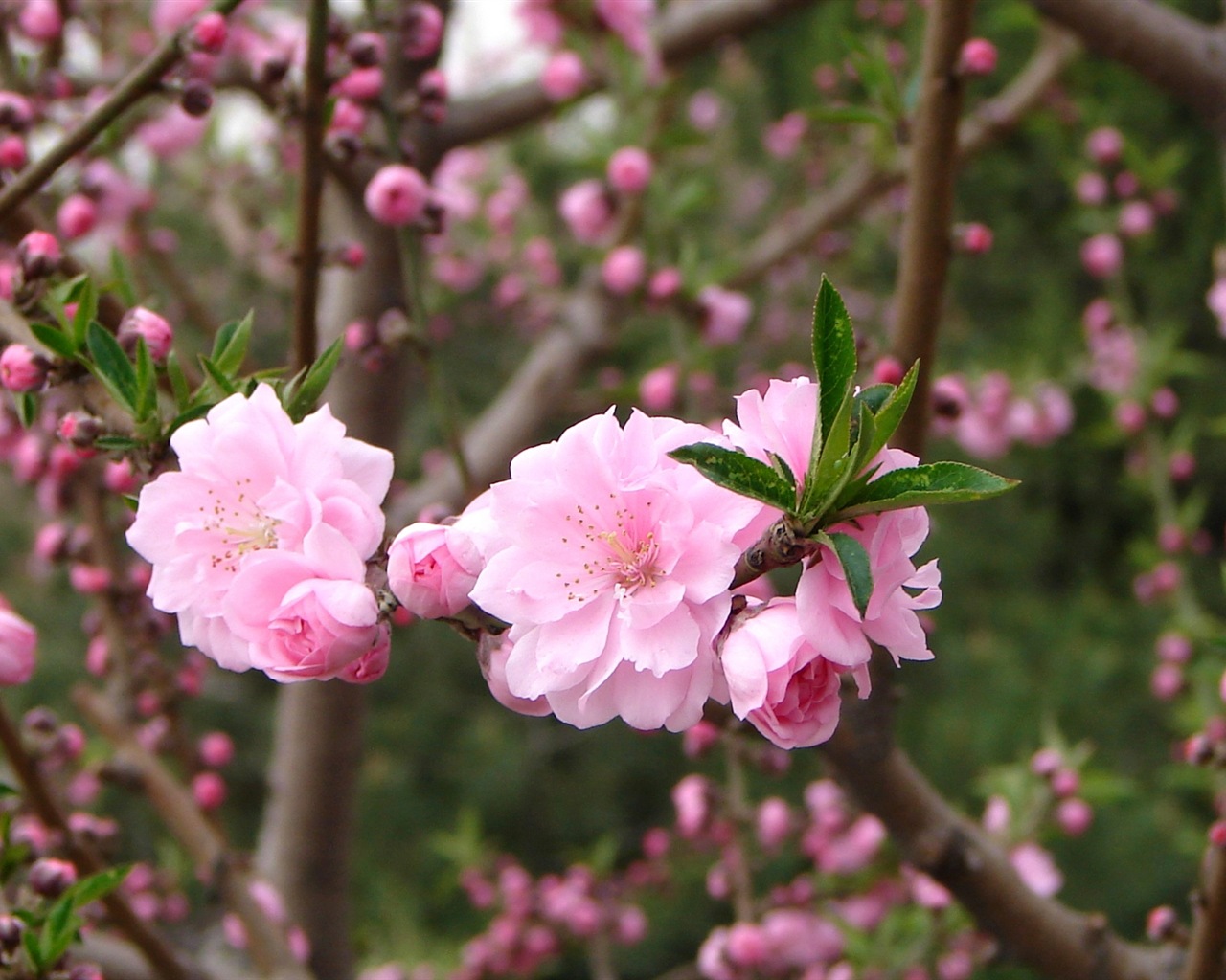 Pink peach flowers HD wallpaper #5 - 1280x1024