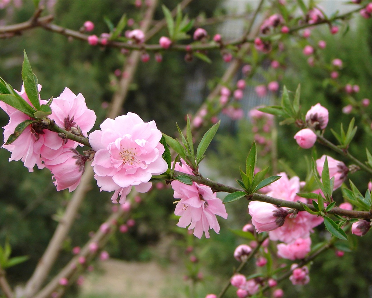 Pink peach flowers HD wallpaper #6 - 1280x1024