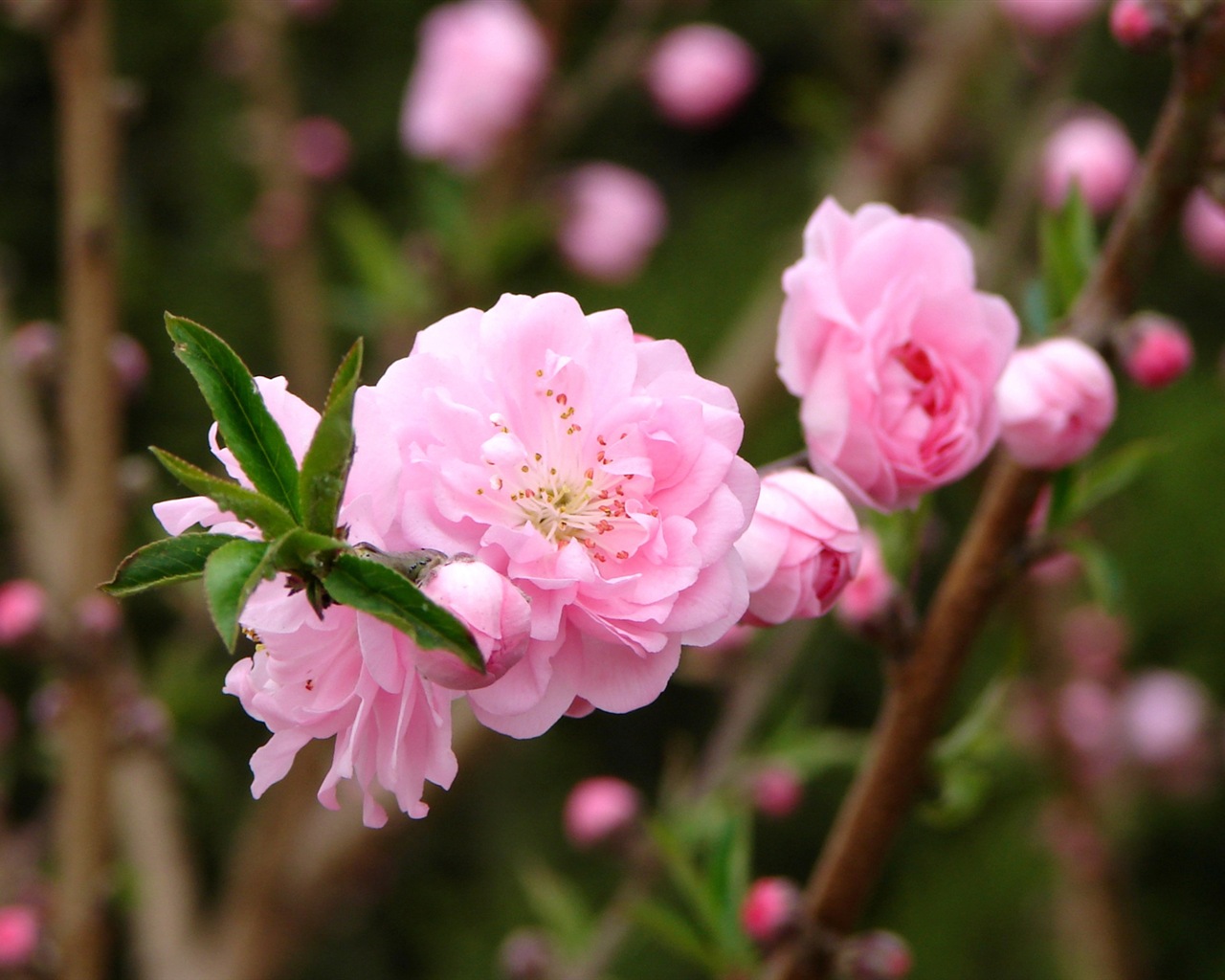 Pink peach flowers HD wallpaper #7 - 1280x1024