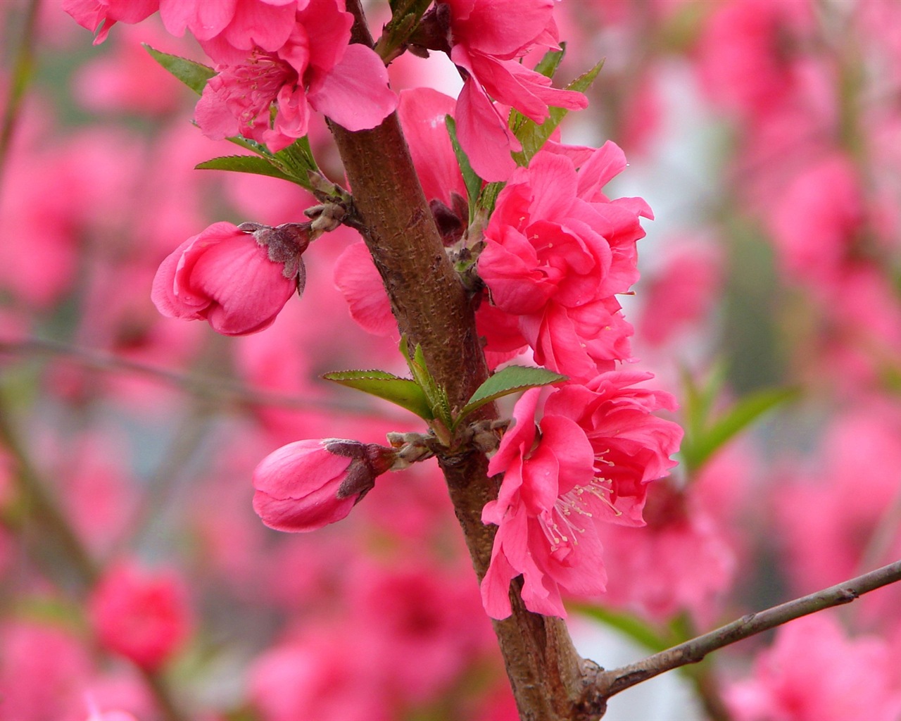 Pink peach flowers HD wallpaper #8 - 1280x1024