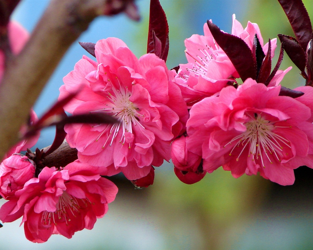 Pink peach flowers HD wallpaper #9 - 1280x1024