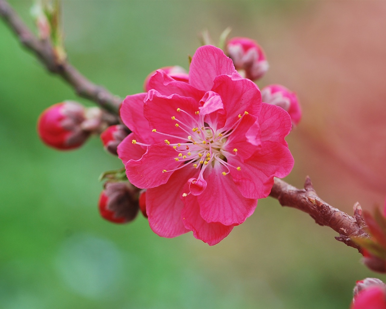 Pink peach flowers HD wallpaper #10 - 1280x1024