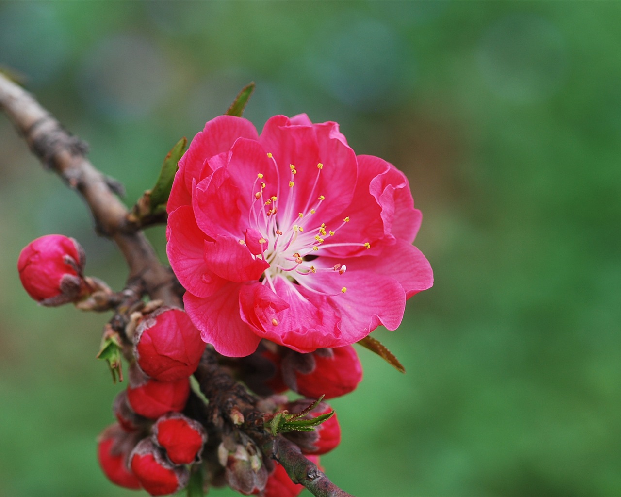 Pink peach flowers HD wallpaper #11 - 1280x1024