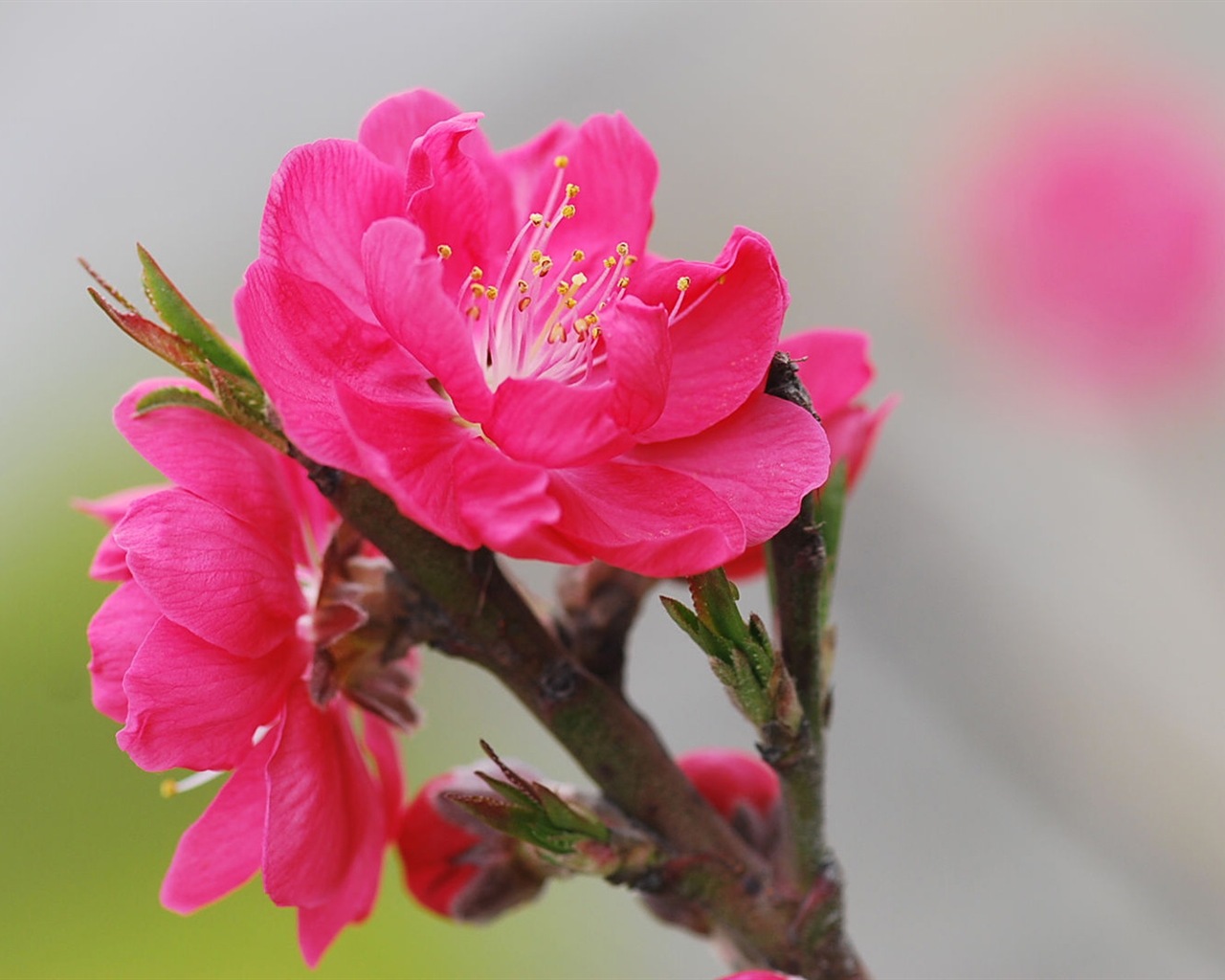 Pink peach flowers HD wallpaper #12 - 1280x1024