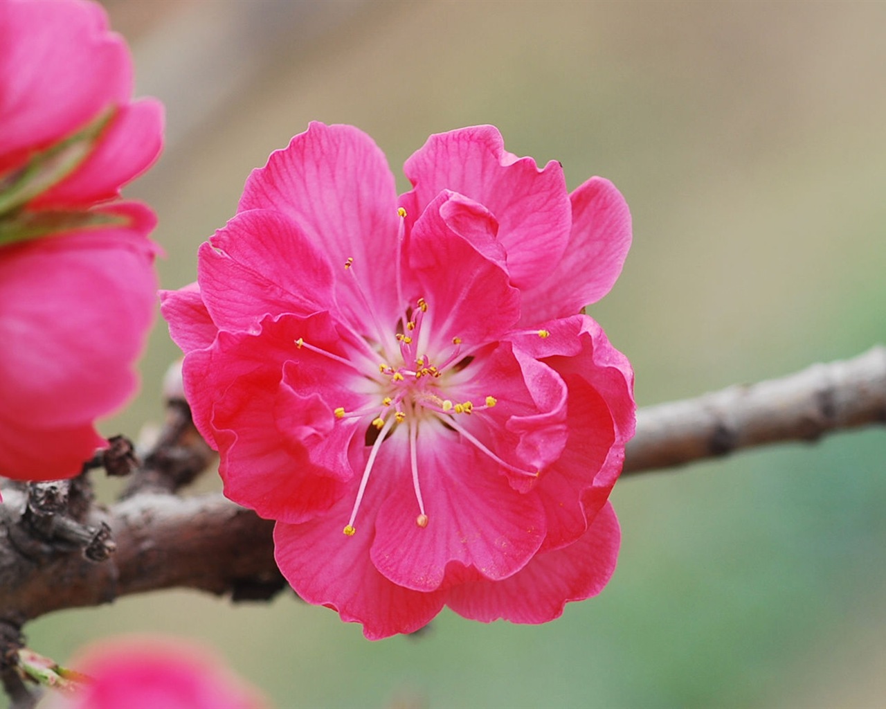 Pink peach flowers HD wallpaper #13 - 1280x1024