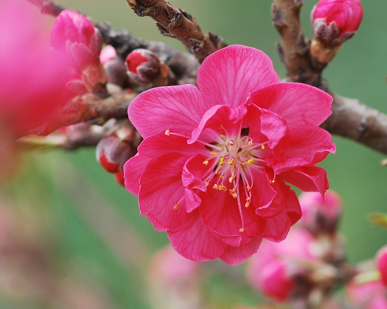 Pink peach flowers HD wallpaper #14 - 1280x1024