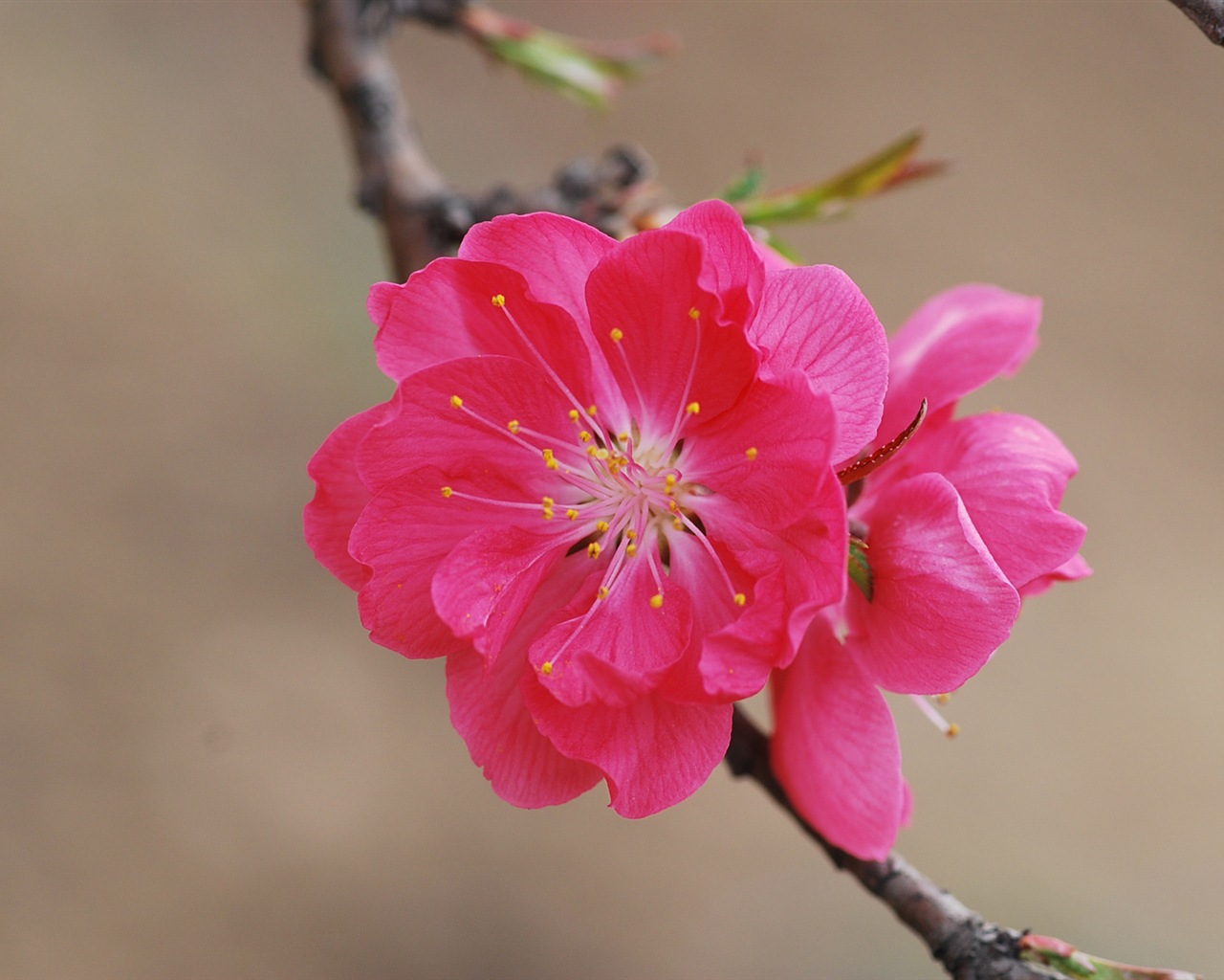 Pink peach flowers HD wallpaper #15 - 1280x1024