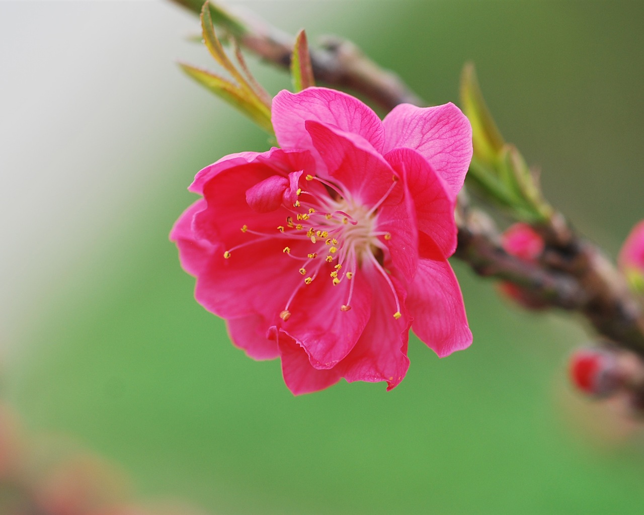 Pink peach flowers HD wallpaper #16 - 1280x1024