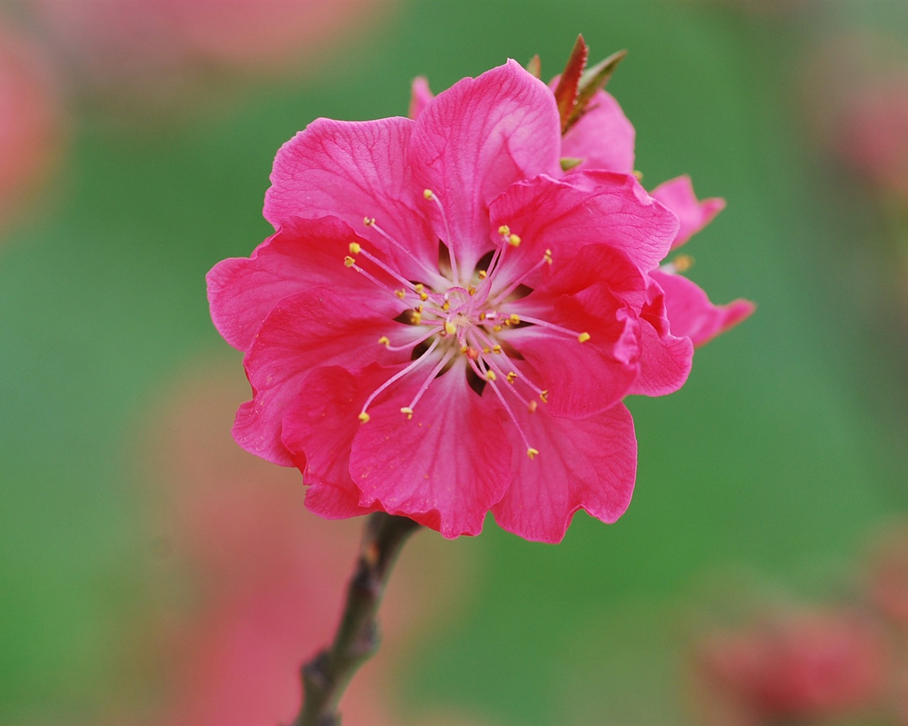 Pink peach flowers HD wallpaper #17 - 1280x1024