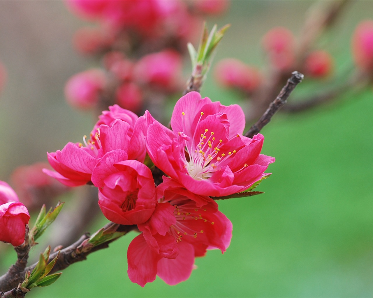핑크 복숭아 꽃의 HD 벽지 #18 - 1280x1024