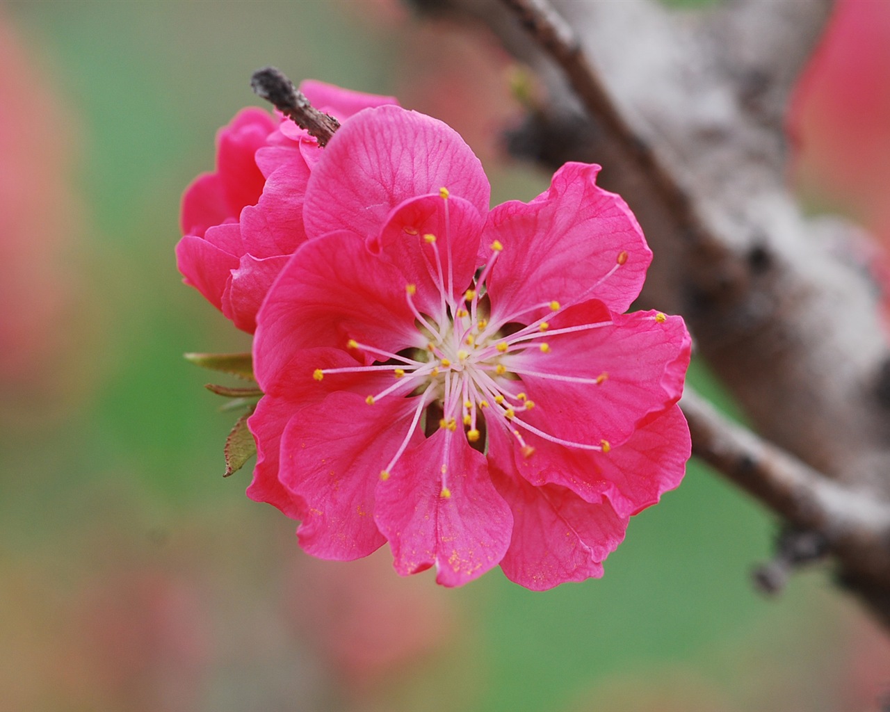 Pink peach flowers HD wallpaper #19 - 1280x1024