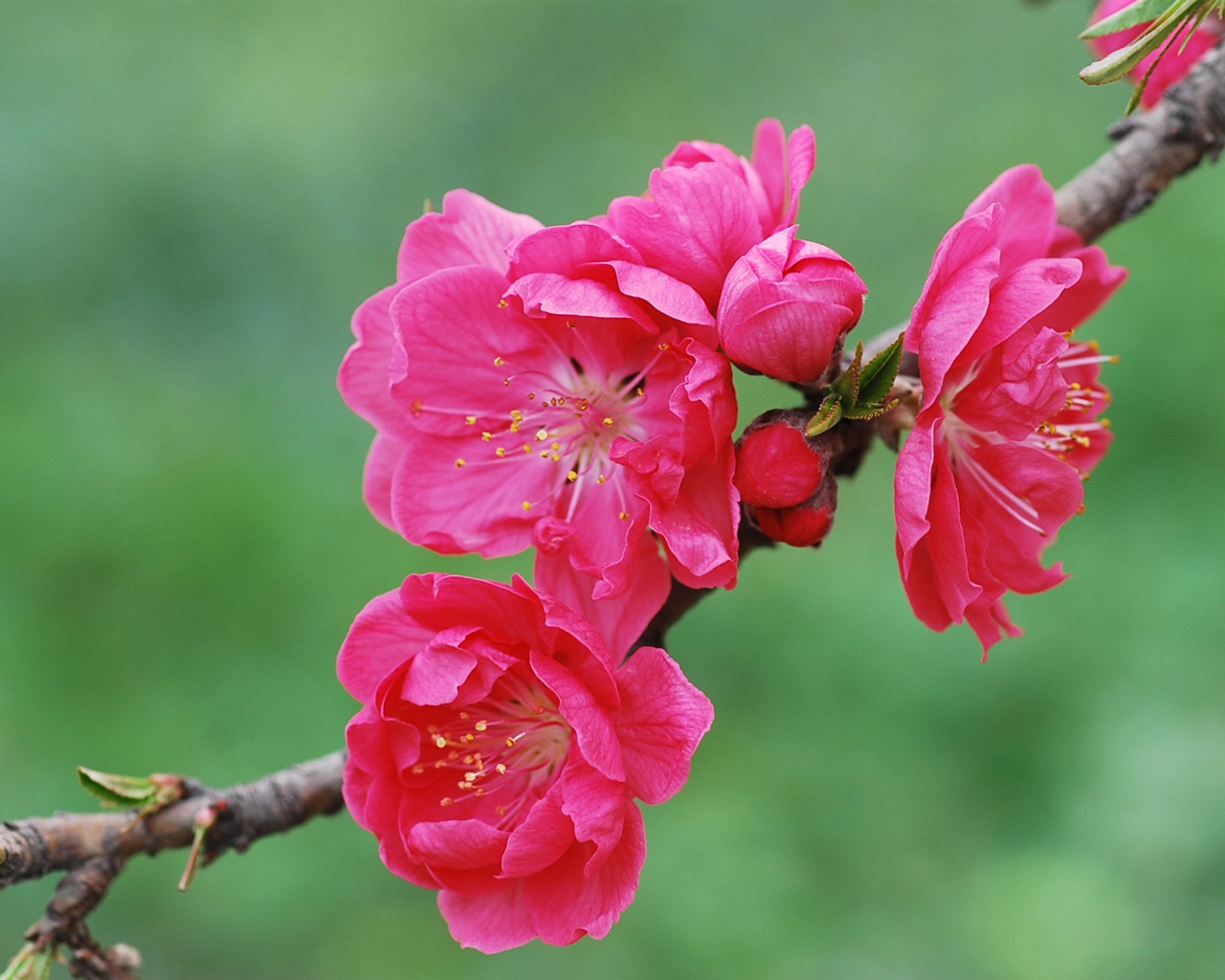 Pink peach flowers HD wallpaper #20 - 1280x1024