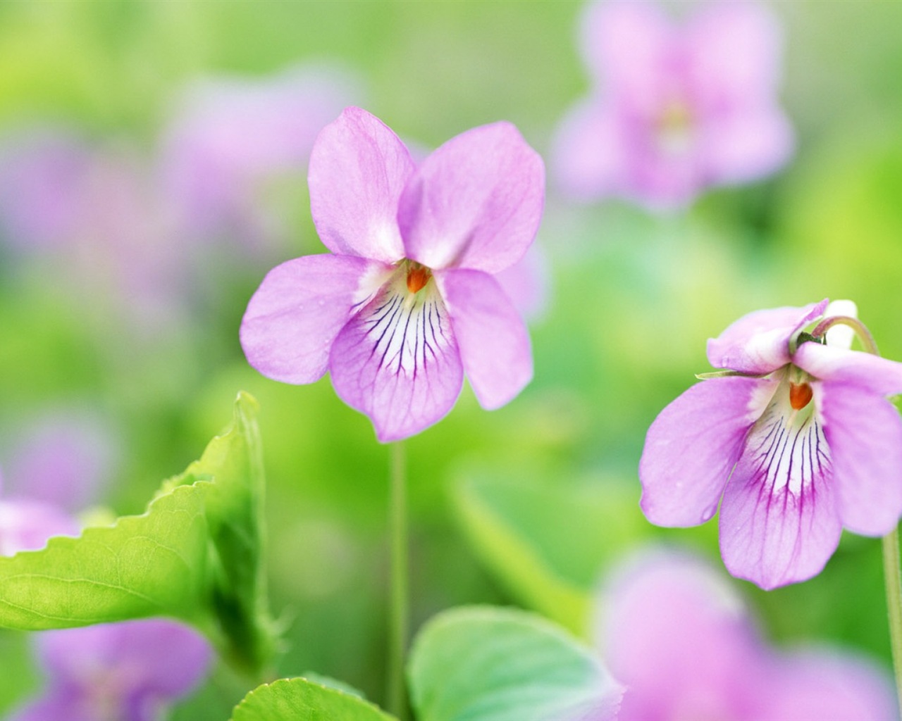 Hazy belles fleurs d'écran HD #1 - 1280x1024