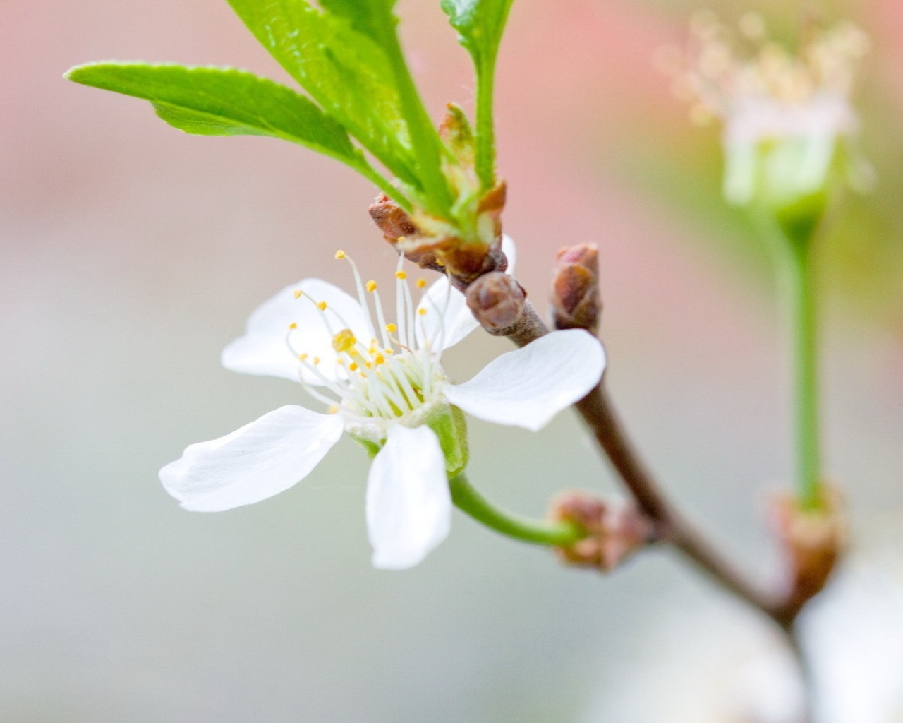 Hazy beautiful flowers HD wallpaper #2 - 1280x1024