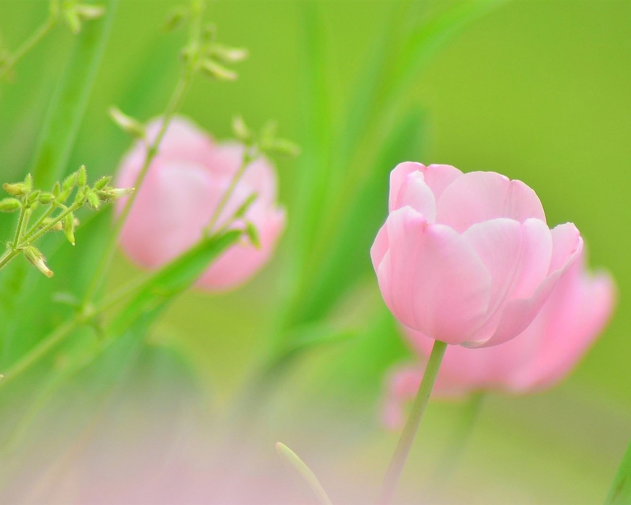 Hazy beautiful flowers HD wallpaper #4 - 1280x1024