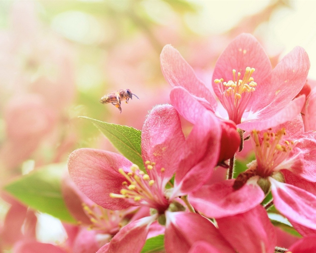 Hazy beautiful flowers HD wallpaper #5 - 1280x1024