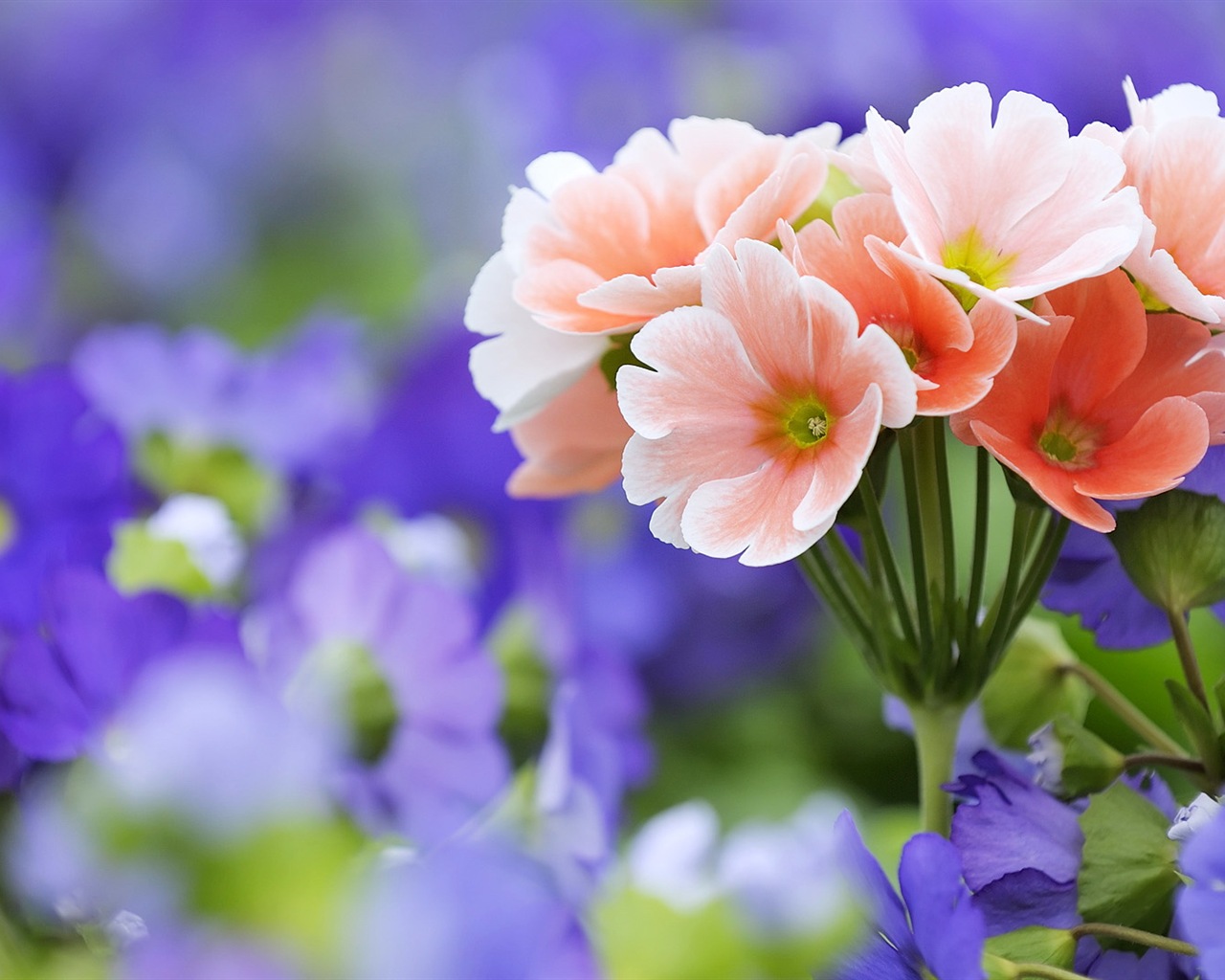 Hazy hermosas flores fondos de escritorio de alta definición #6 - 1280x1024