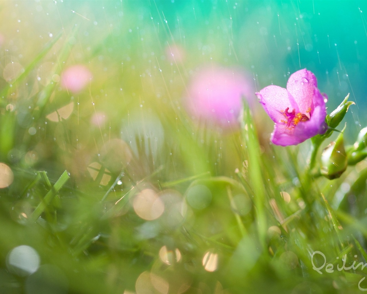 Hazy krásné květiny HD tapetu #8 - 1280x1024