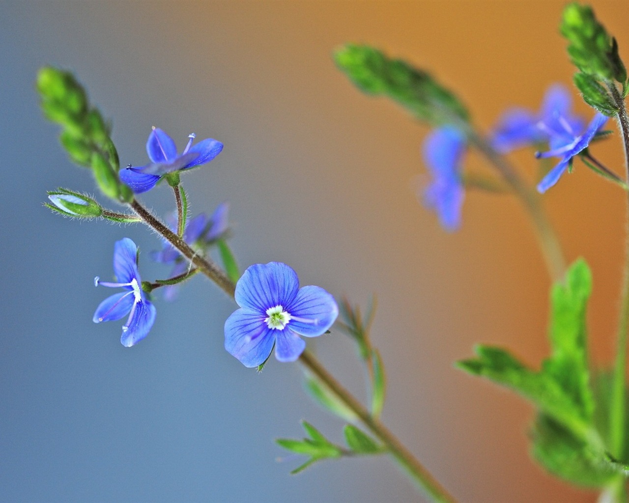 Hazy belles fleurs d'écran HD #9 - 1280x1024