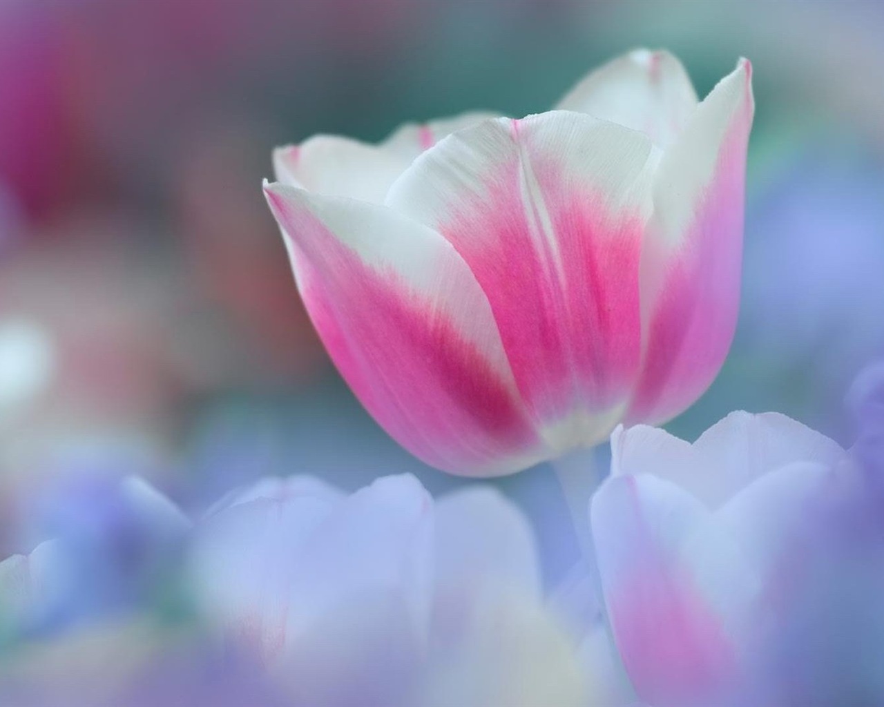 Hazy hermosas flores fondos de escritorio de alta definición #10 - 1280x1024