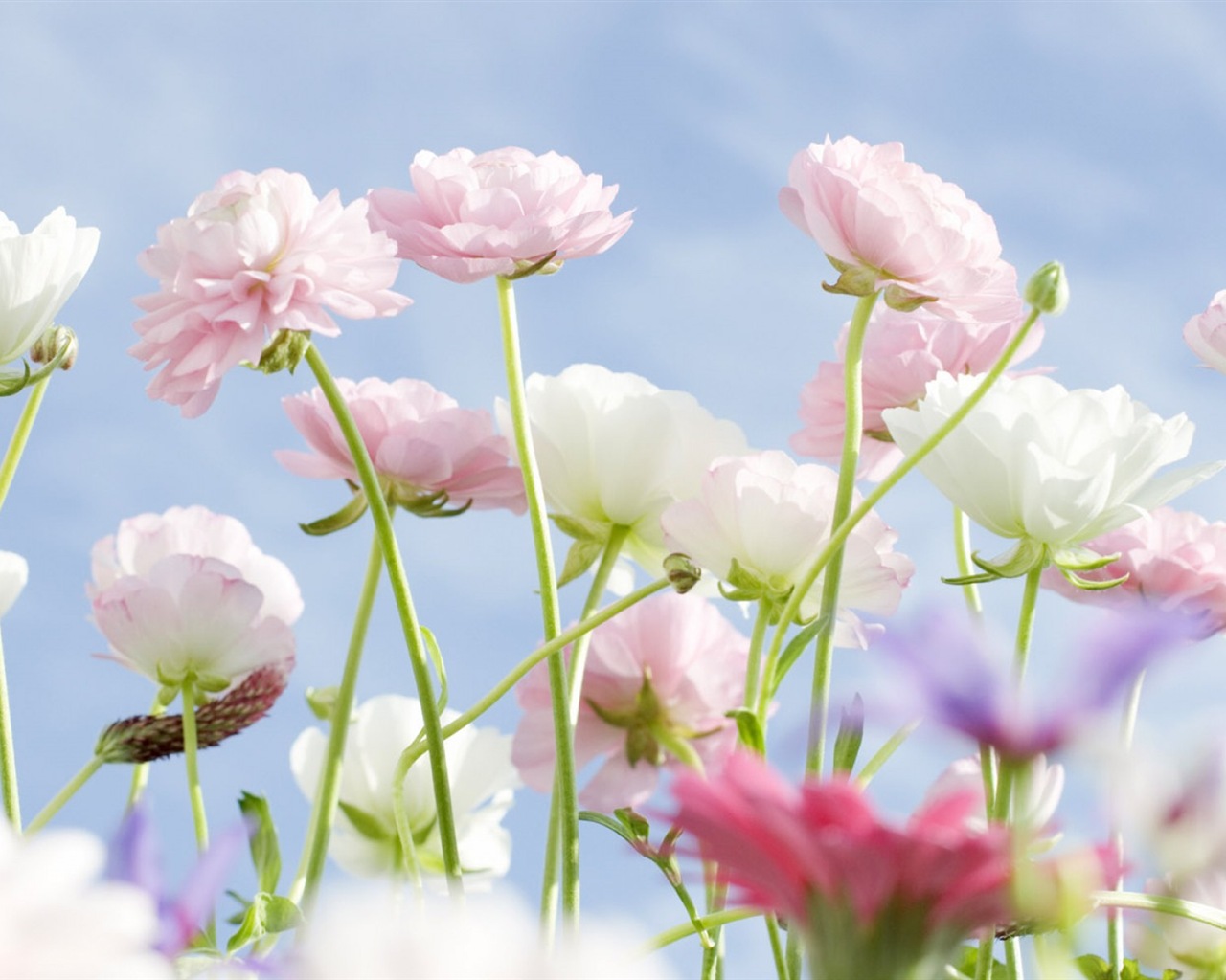 Hazy hermosas flores fondos de escritorio de alta definición #11 - 1280x1024