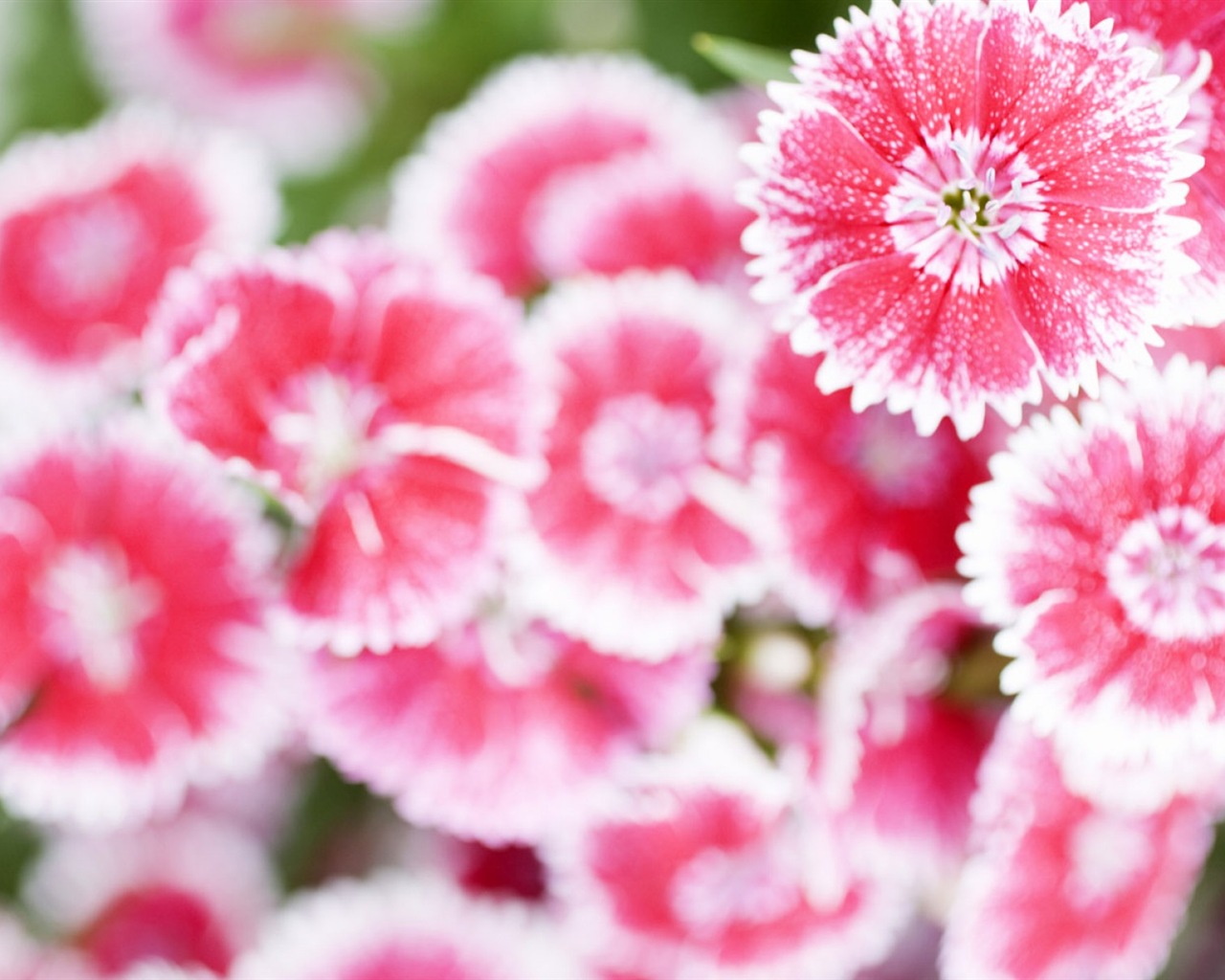 Hazy hermosas flores fondos de escritorio de alta definición #12 - 1280x1024
