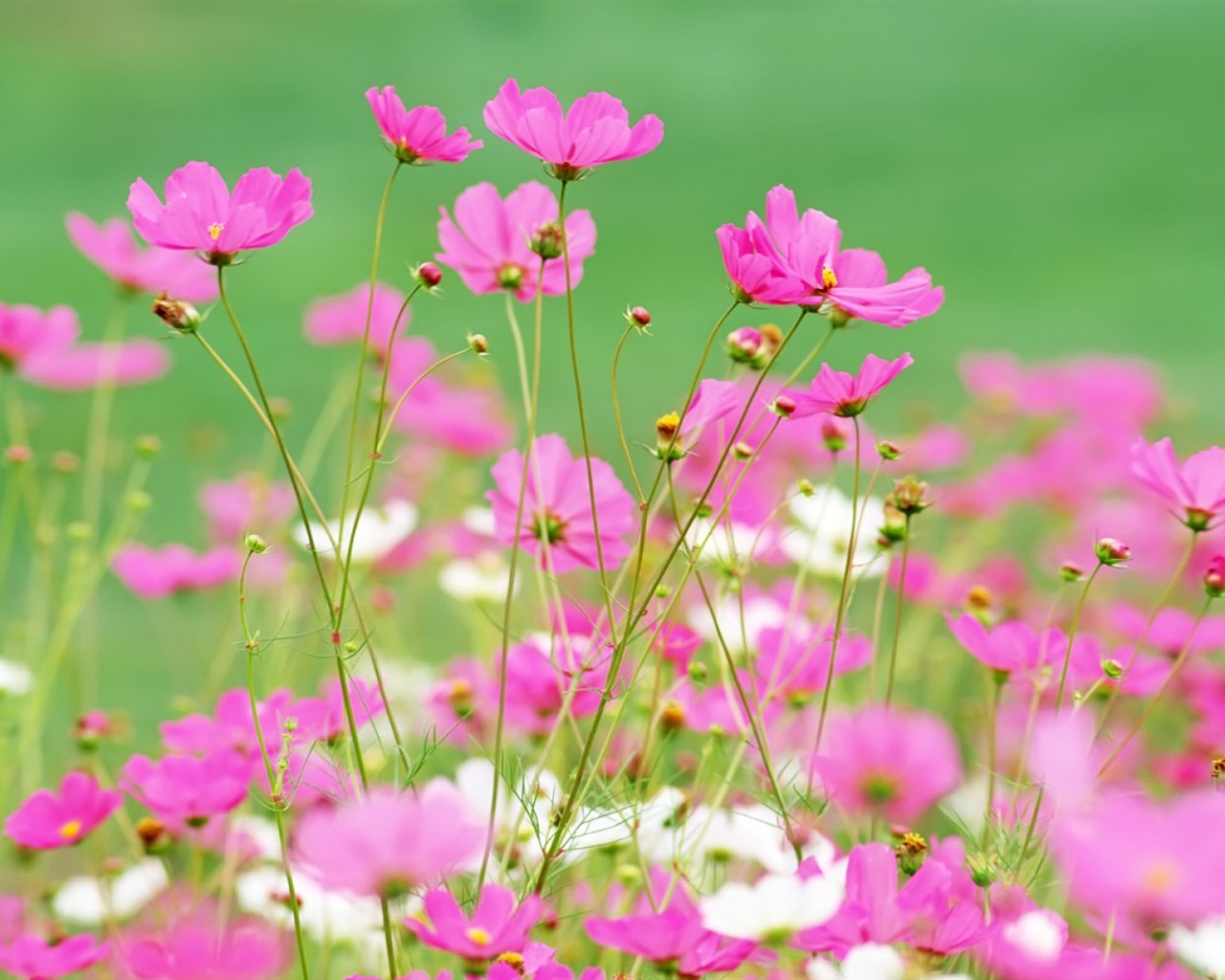 Hazy hermosas flores fondos de escritorio de alta definición #15 - 1280x1024